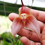 Dracula Orchid Dracula spp. for planting in orchid collection