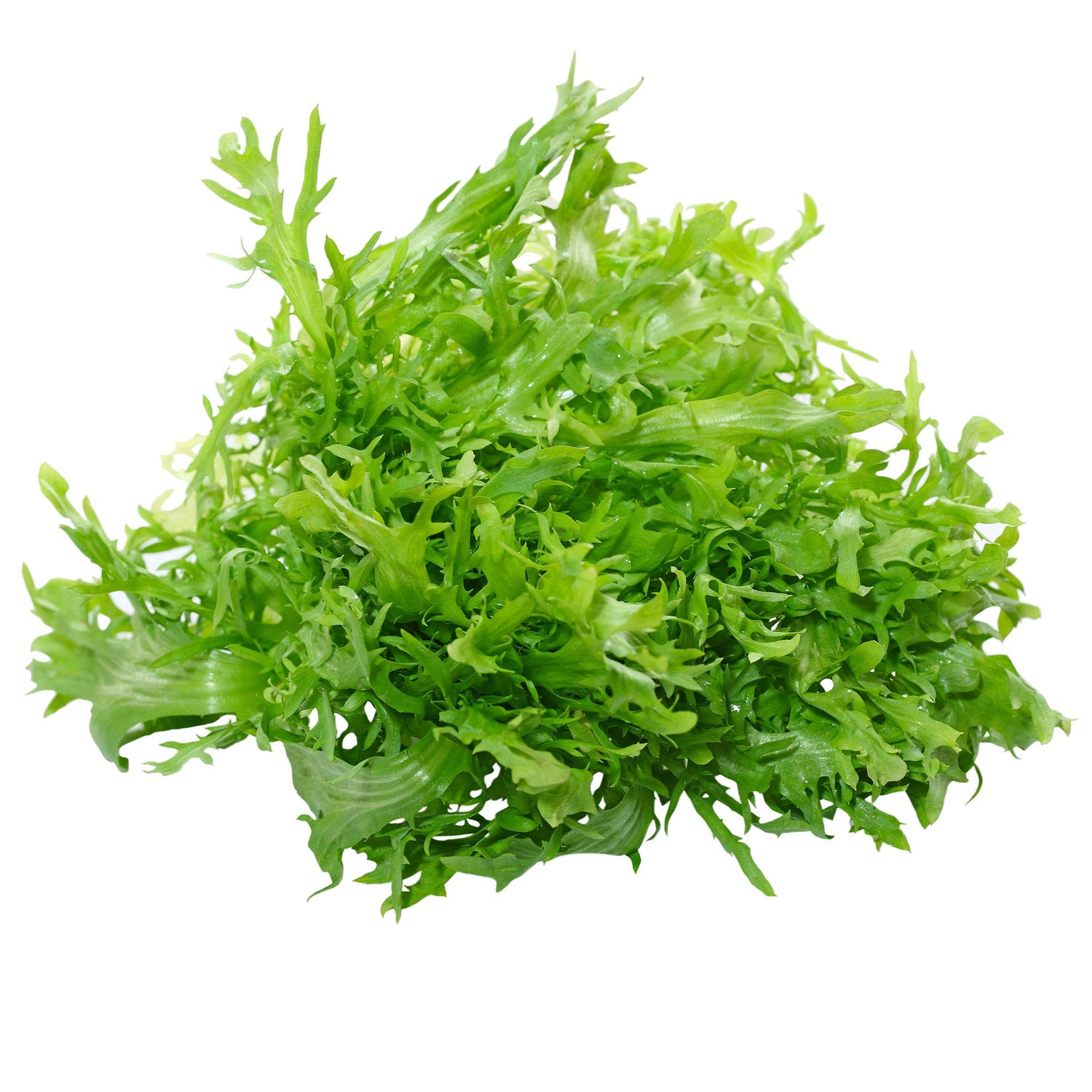 Cichorium Endivia Salad Vegetable Seeds