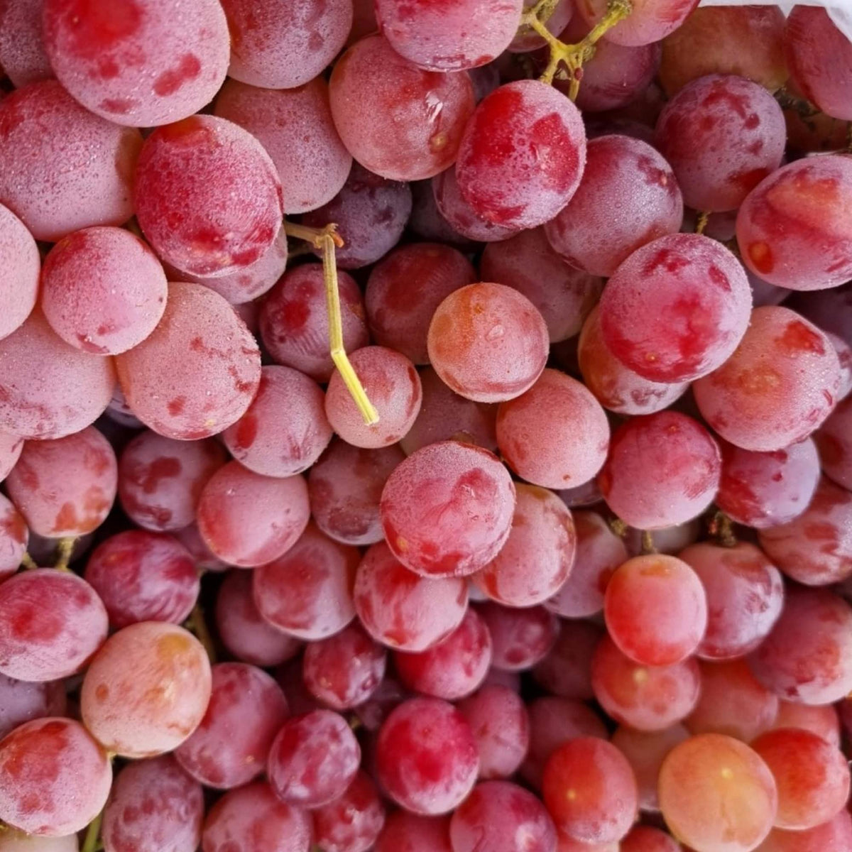 Pizzutello Red Globe Grapes Seeds for Planting for Fruit Garden