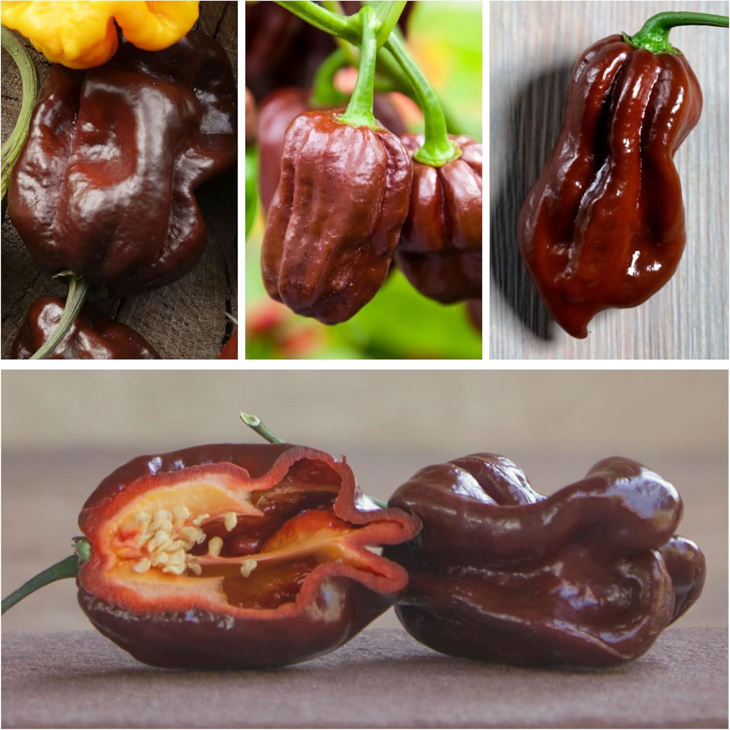 Haba Chocolate Pepper Hot Chili Organic Vegetable Seeds