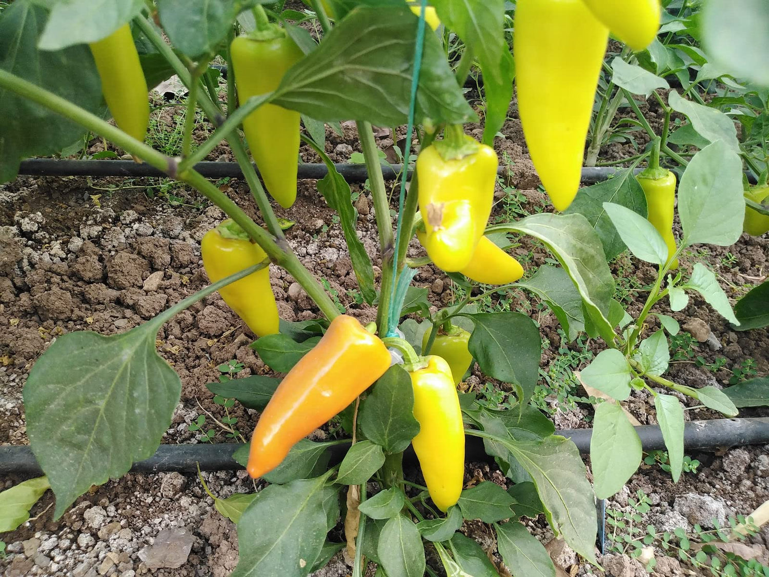 Hungarian Yellow Wax Pepper Seeds – Organic Heirloom Variety for 2017