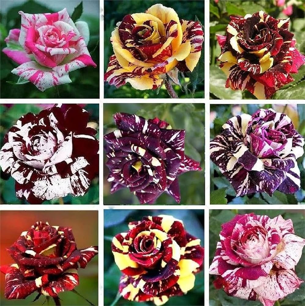 Mix Dragon Rose Flower Plant Seeds Non-GMO Heirloom Garden Seeds for Planting and Growing seeds for planting in home garden