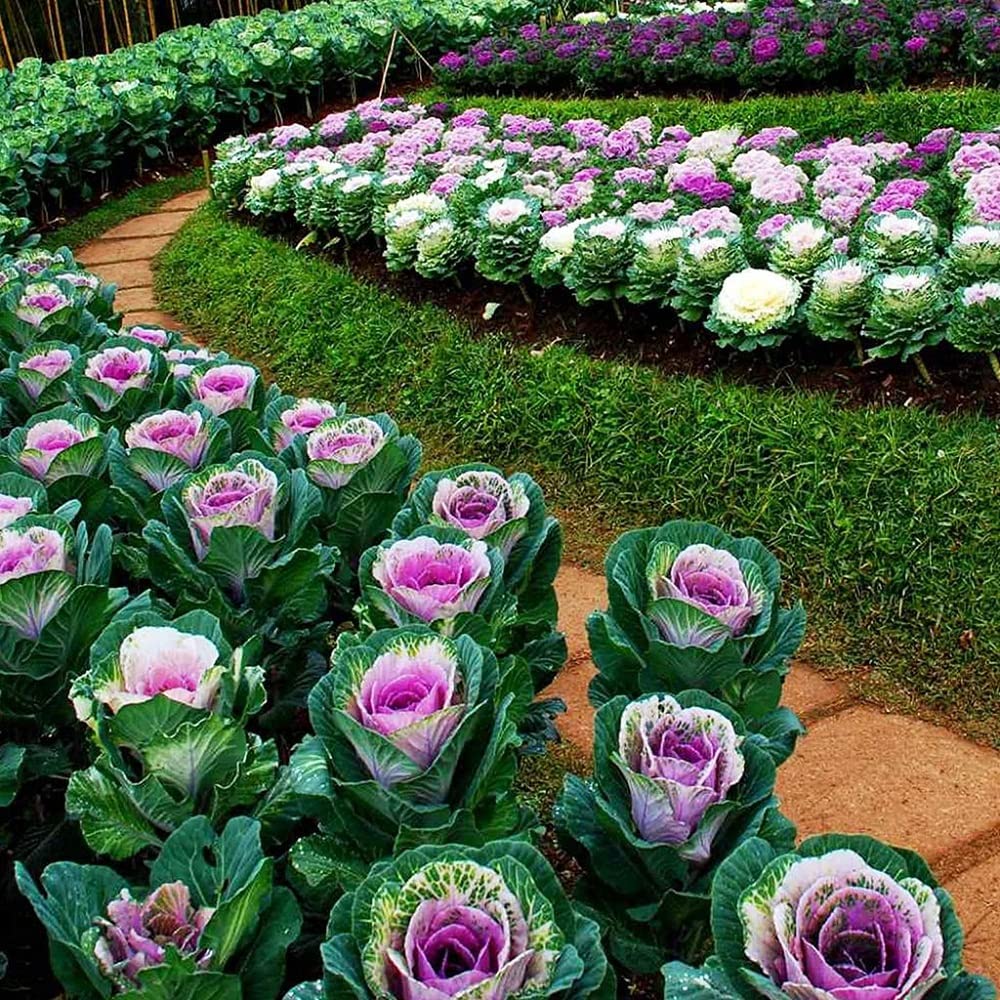 Spring Brassica Oleracea for planting