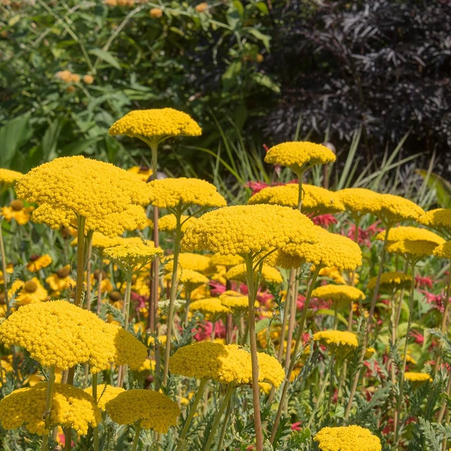 Yarrow Achillea millefolium Flower Seeds for Planting