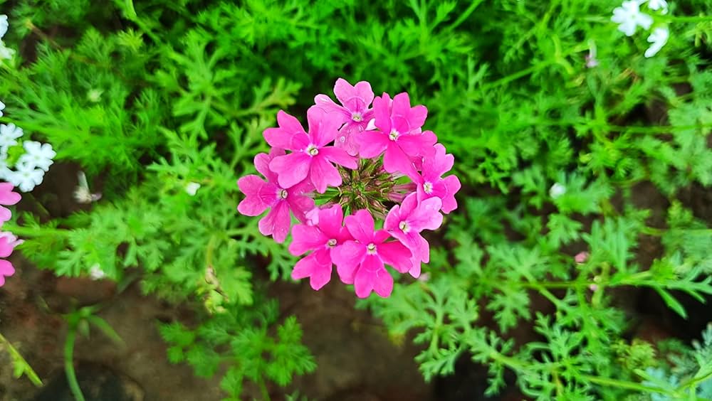 Organic Heirloom Pink Verbena Flower Seeds – Non-GMO Garden Seeds for Planting