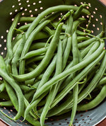 Blue Lake bush bean – green vegetable seed