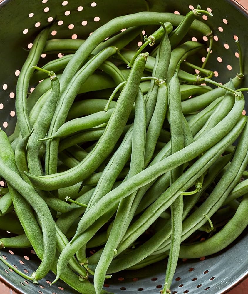 Blue Lake bush bean – green vegetable seed