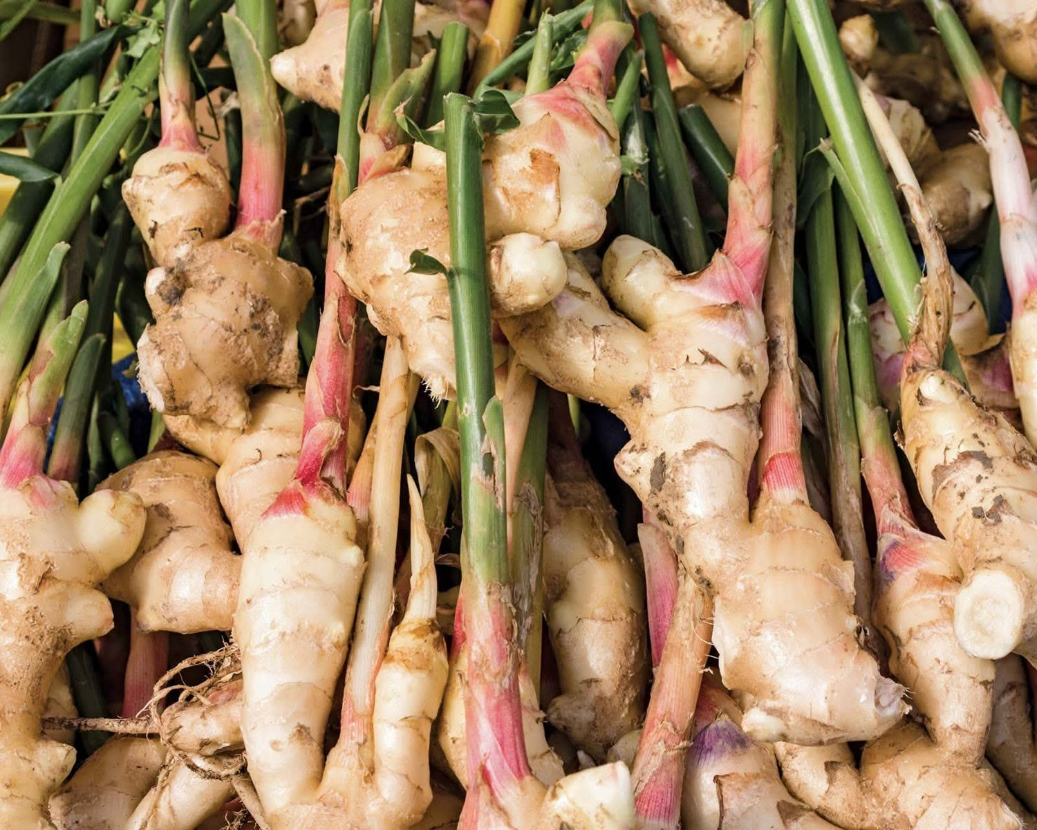 Pink Shell Ginger Alpinia Zerumbet Seeds for Planting in Tropical Gardens and Indoor Pots