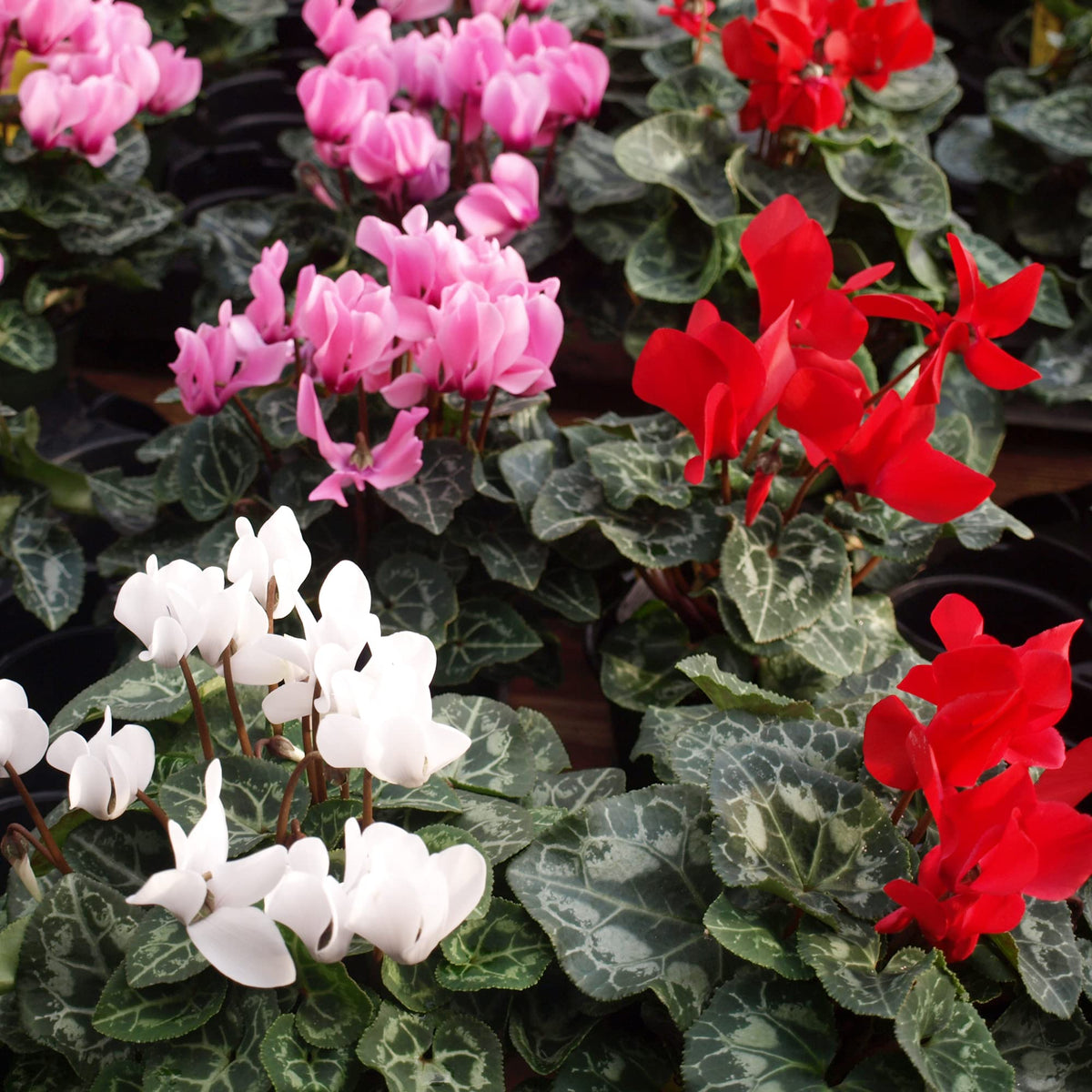 Cyclamen Seeds for Planting Cyclamen persicum Alpenveilchen for shaded patios and pots