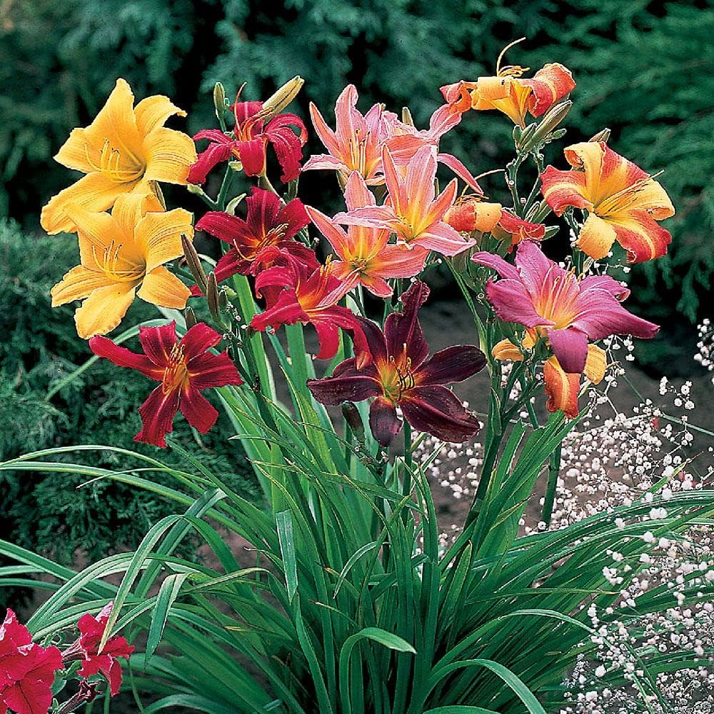 Daylily Hemerocallis Hybrida Flower Seeds for Planting – Hybrid Variety for Indoor Bonsai and Decorative Containers