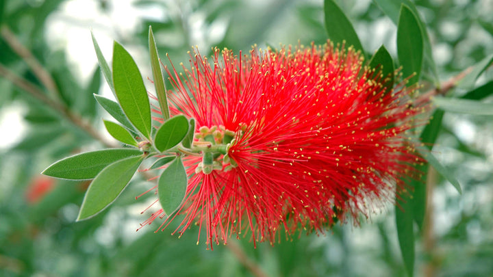 Red Callistemon Plant Seeds for Planting - 100 pcs