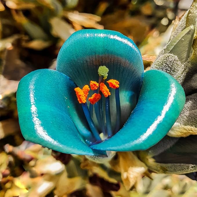 Puya Alpestris Flower Seeds for Planting