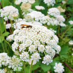 Queen Anne's Lace White Flower Seeds for Planting - NON GMO Seeds Dhara Seeds