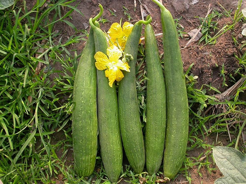 Sponge Gourd Hybrid F1 – Heirloom, Non-GMO, High Germination Organic Garden Seeds