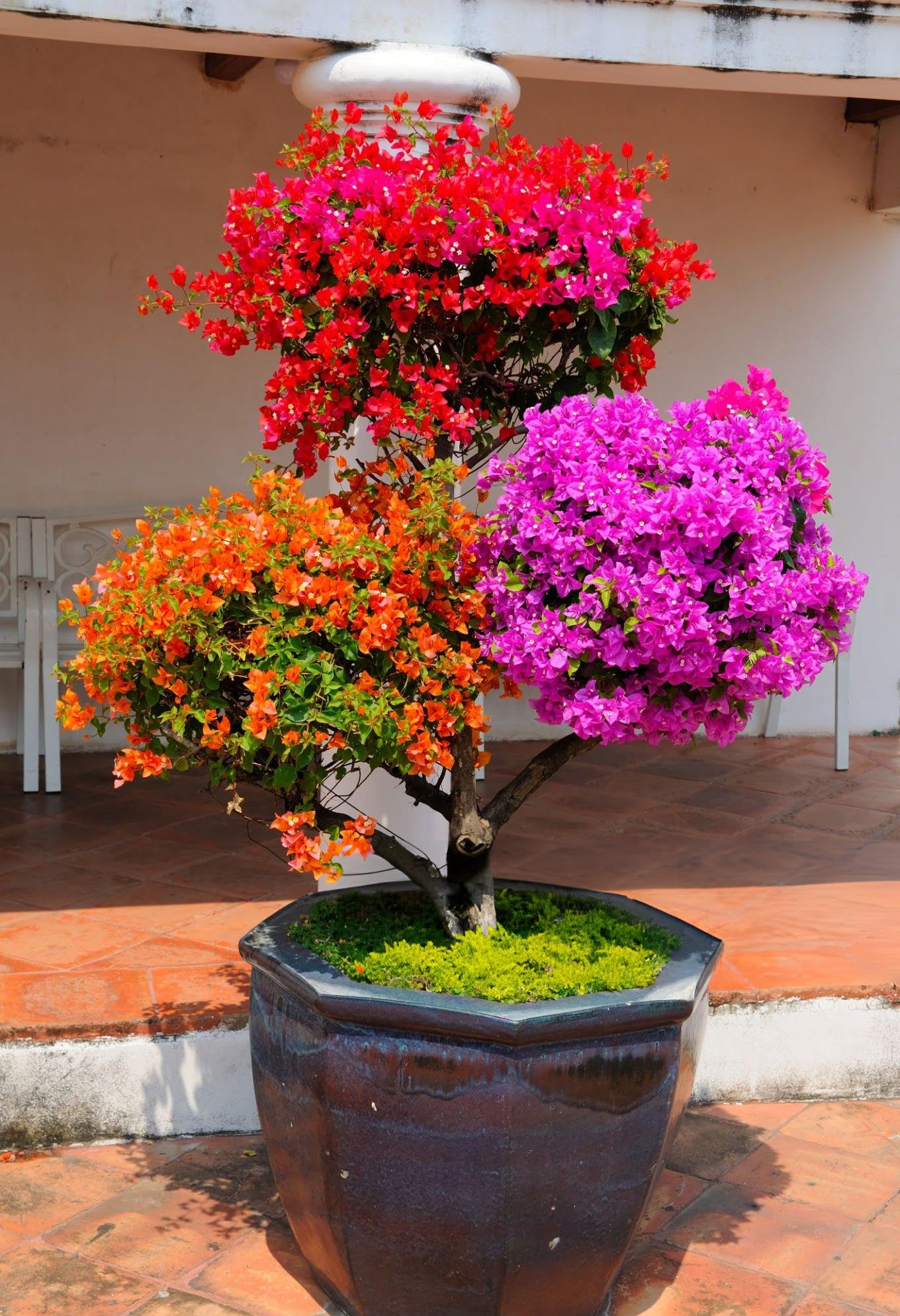 Bougainvillea Seeds for Garden and Container Planting