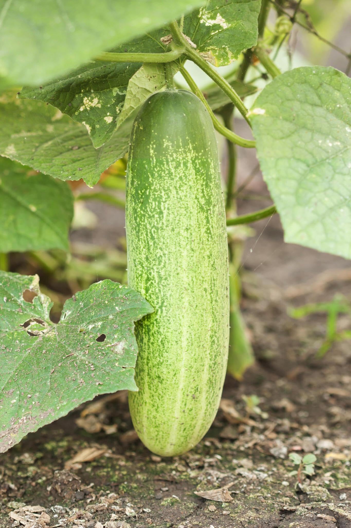 Sorvanets F1 Cucumber Seeds – Hybrid Variety with High Yield