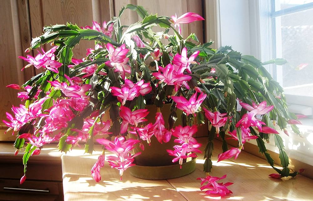 Schlumbergera Flower Seeds for Planting