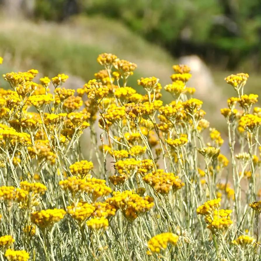 Helichrysum Italicum Plant Seeds for Planting - NON GMO Seeds seeds for planting in home garden