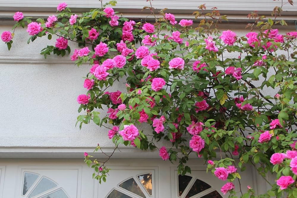 Climbing Rose (Rosa spp.) seeds for planting in garden trellises or bonsai pots