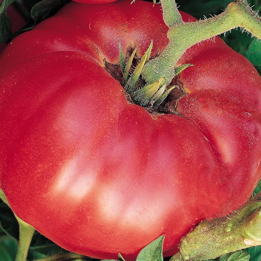 Deutsch Pink beefsteak heirloom tomato seeds