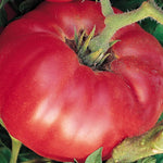 Deutsch Pink beefsteak heirloom tomato seeds