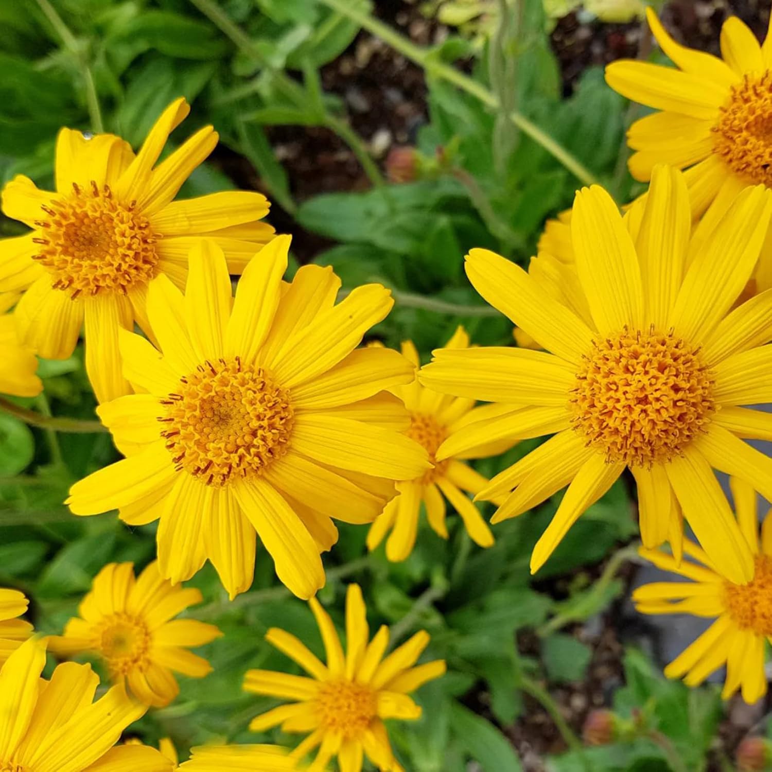 Arnica Seeds Perennial Flowering Herb for Garden Beds and Borders