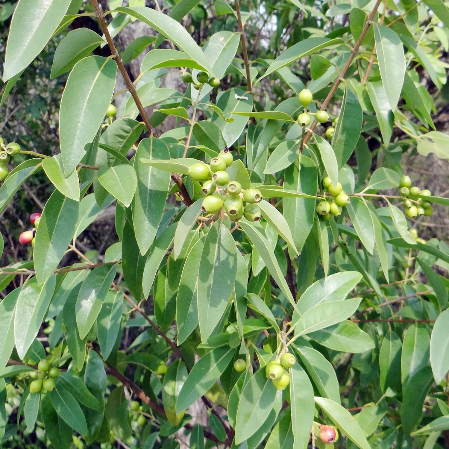 Santalum Album Seeds