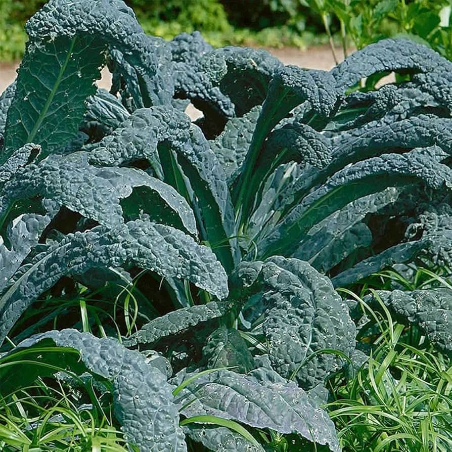 Blue Ridge Kale seeds for hardy, nutrient-packed kale with deep blue-green leaves, ideal for healthy gardens or vegetable plots