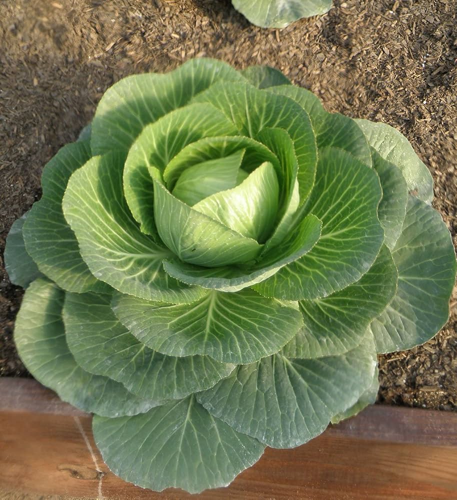 Macaroni Seeds for Planting Brassica Oleracea vegetable patch school garden