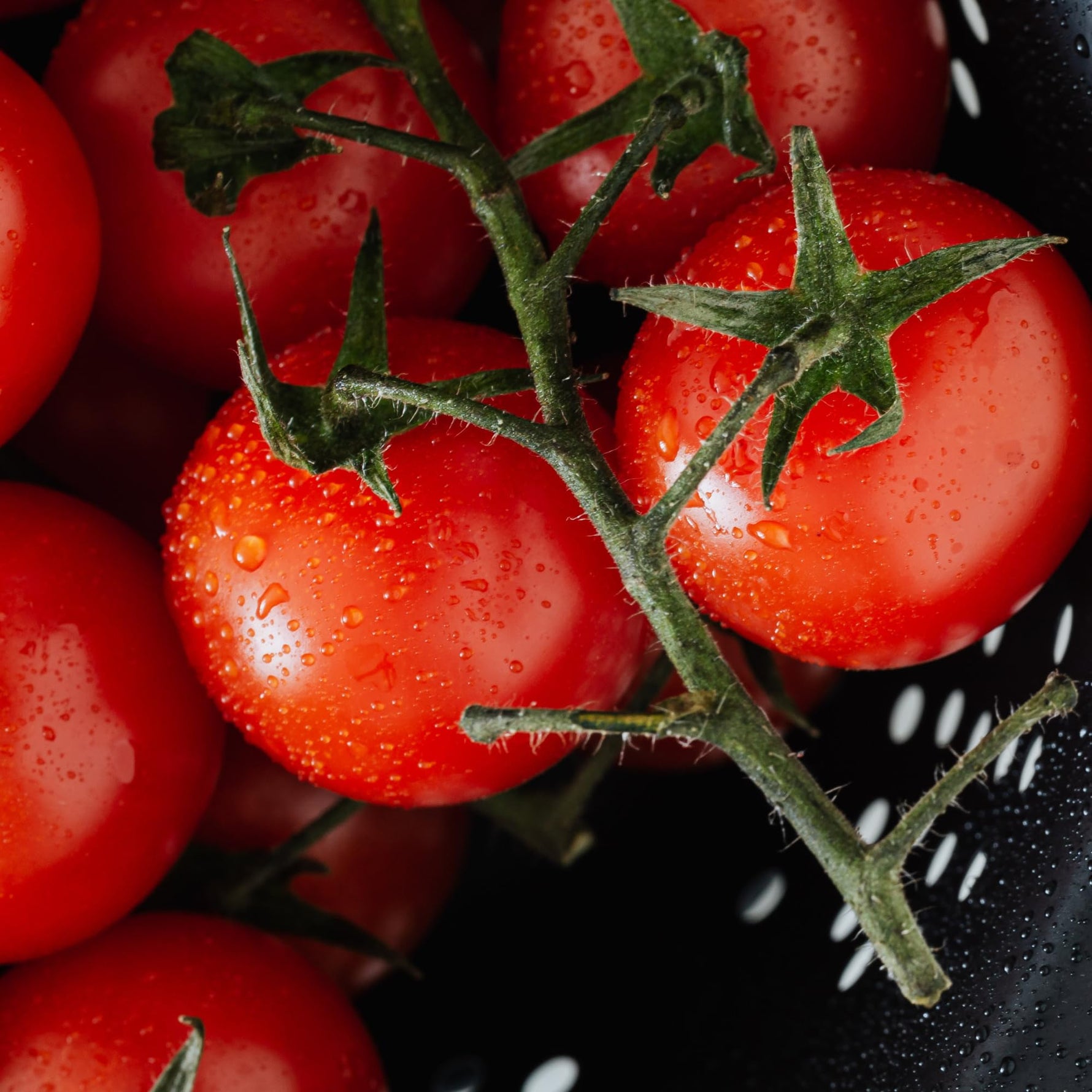 Potted Tomato (Solanum lycopersicum) seeds for indoor herb and vegetable planting