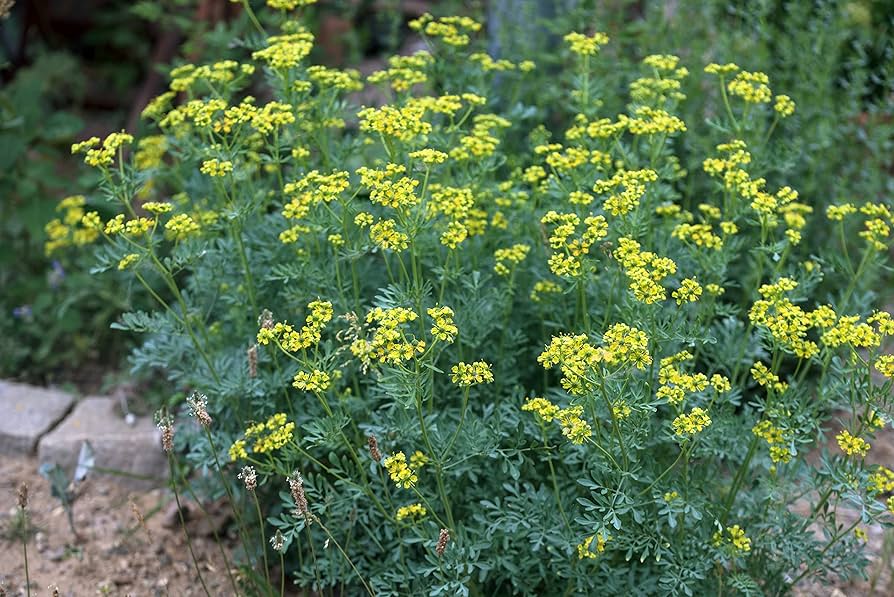 Sidalcea Malviflora Flower Seeds Pieces for Planting