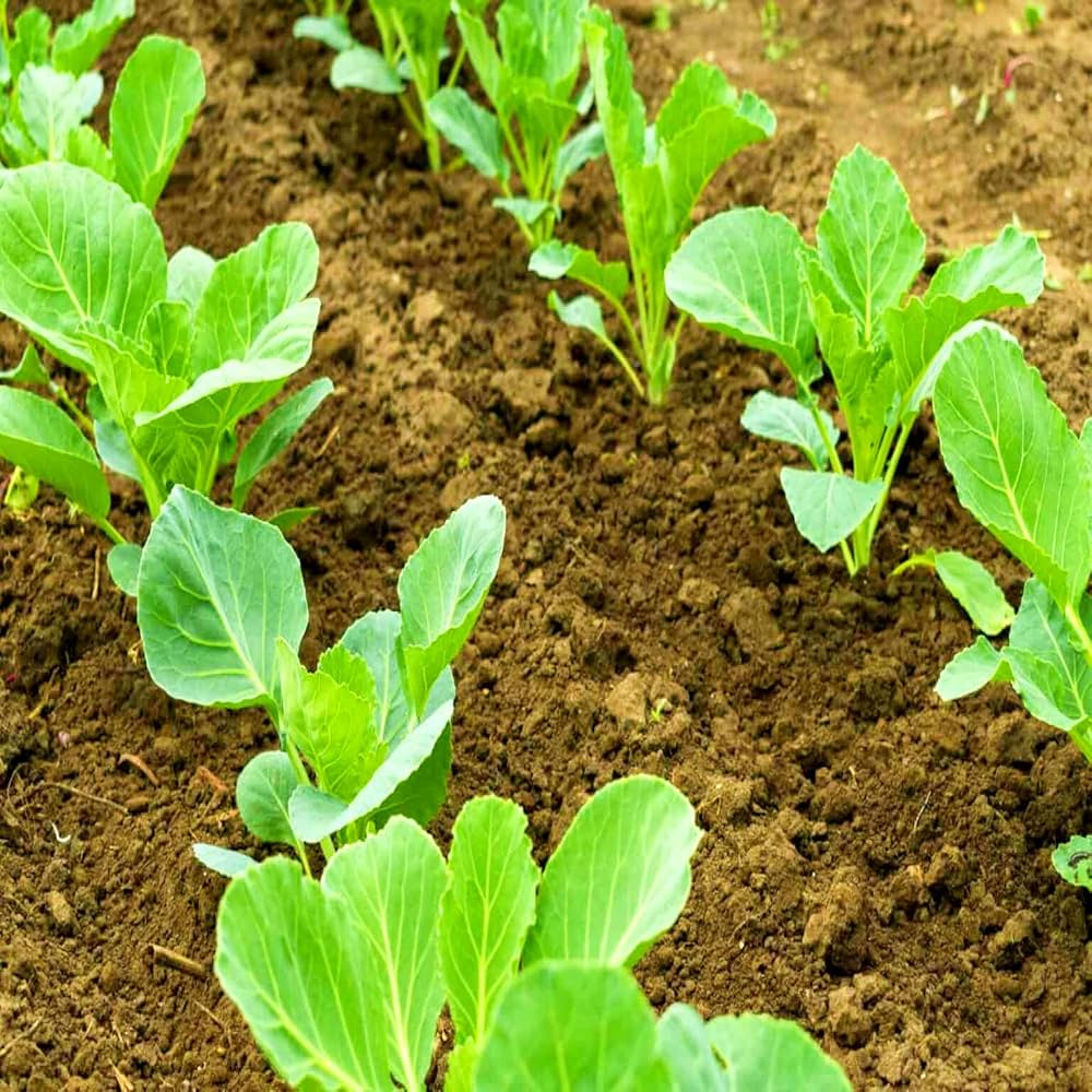 Premium Round Shape Late Maturity Cabbage For Planting – Heirloom, Non-GMO, High Germination Organic Garden Seeds