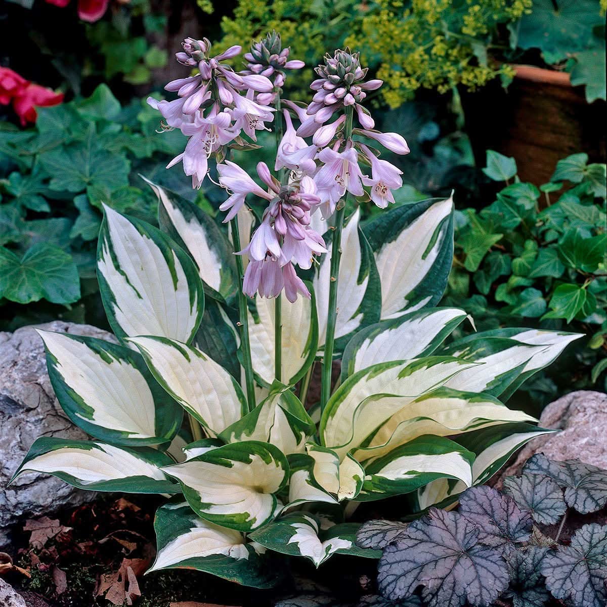 Hosta White Lace Plantain Lily Ground Cover Flowering Seeds For Planting