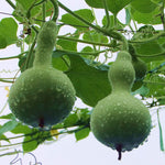 Bottle Gourd Lagenaria siceraria for planting in vegetable patch and urban garden