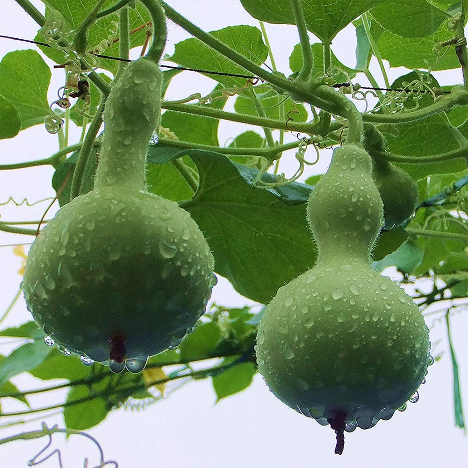 Bottle Gourd Lagenaria siceraria for planting in vegetable patch and urban garden