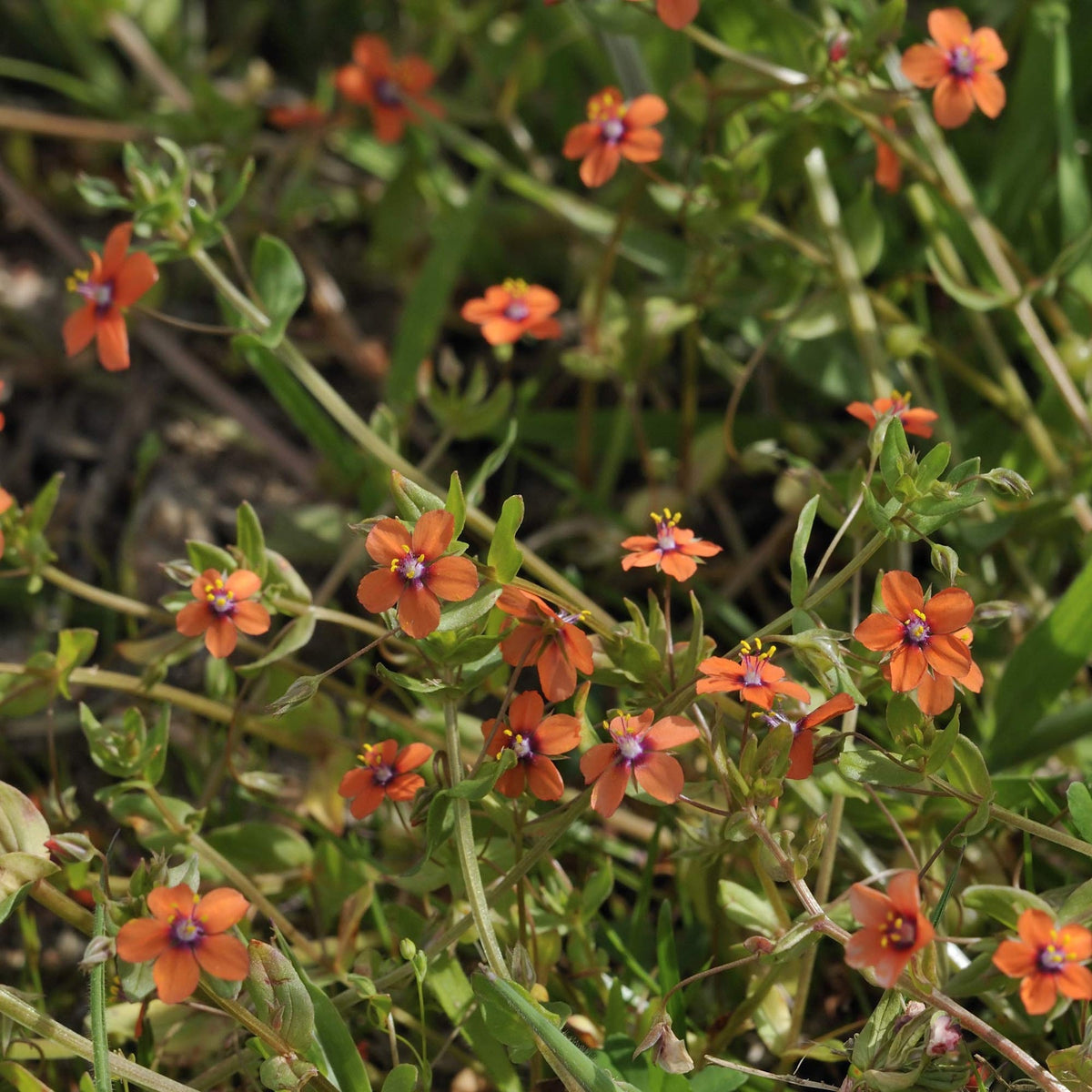 Orange Pimpernel Flower Seeds for Planting - 100 pcs for planting in your garden.