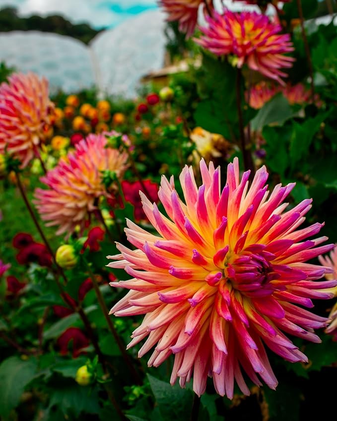 Cactus Mixed species flower seeds for planting in indoor pots or desert-themed garden