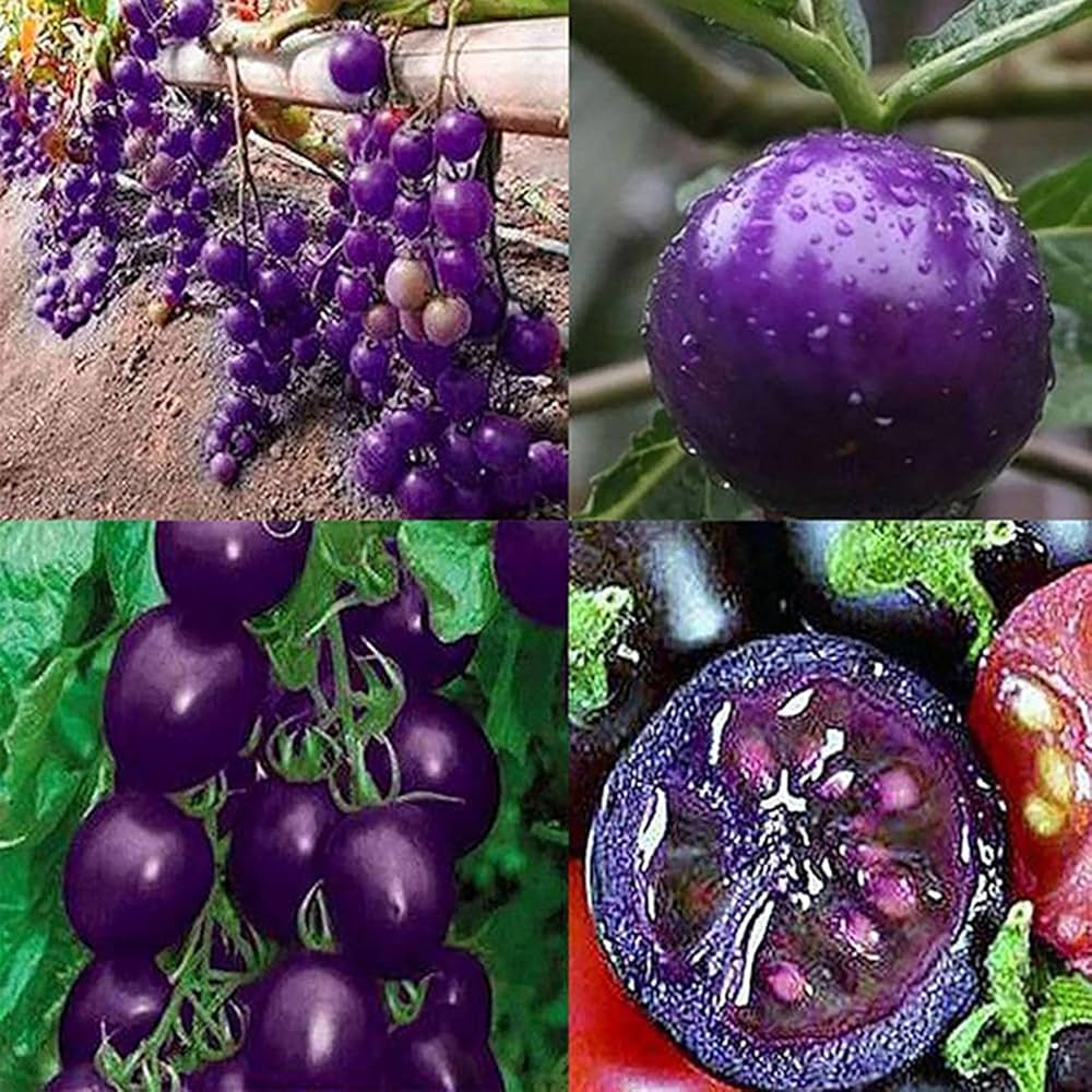Purple Tomato (Solanum lycopersicum) seeds for planting in home garden