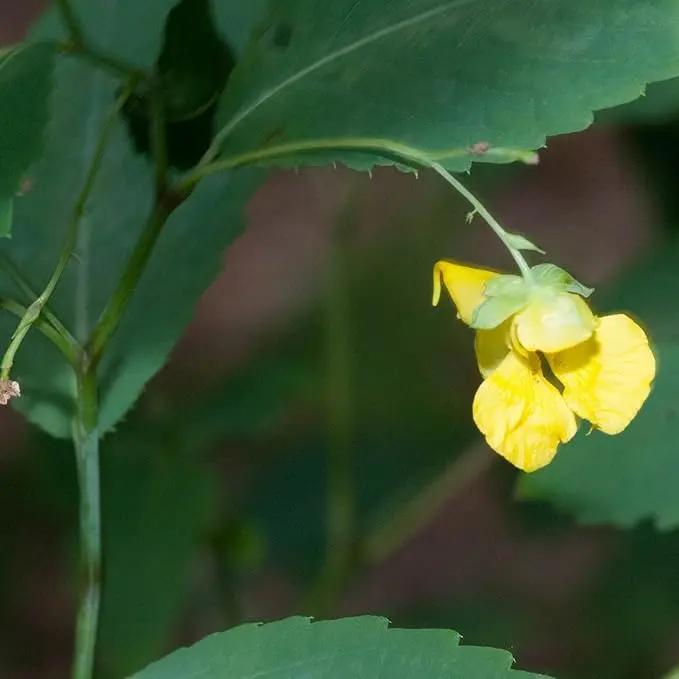Jewelweed Flower Seeds – Heirloom, Non-GMO Wildflower Seeds for Planting Pollinator Gardens Dhara Seeds