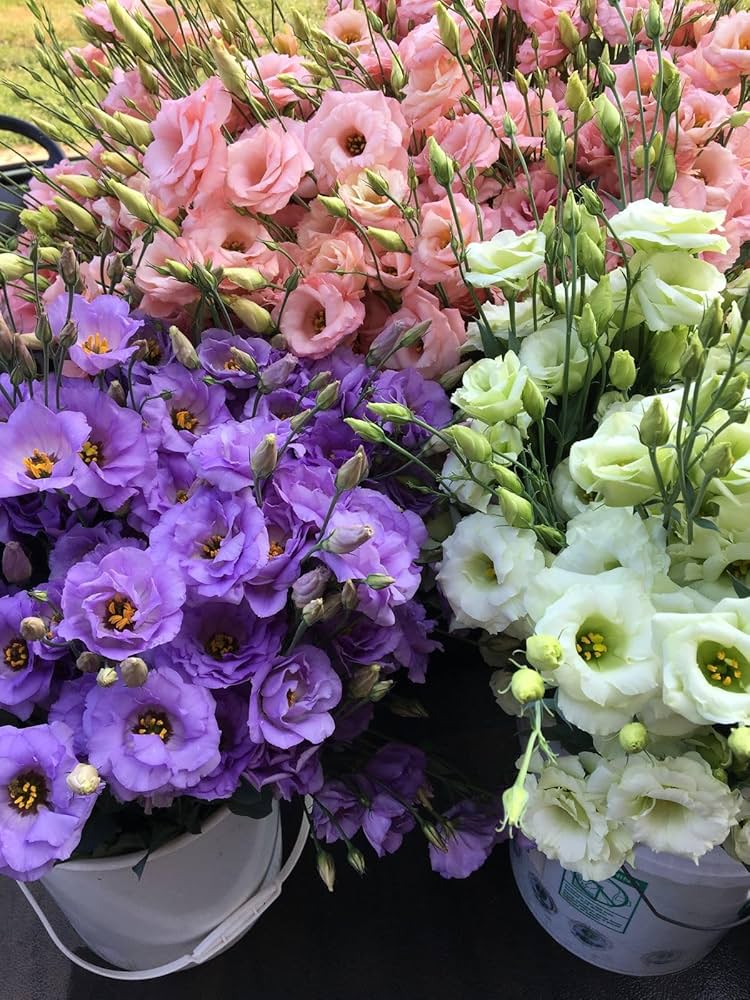 Lisianthus Seeds for Planting - Elegant Flowers for Home Garden & Flower Bed