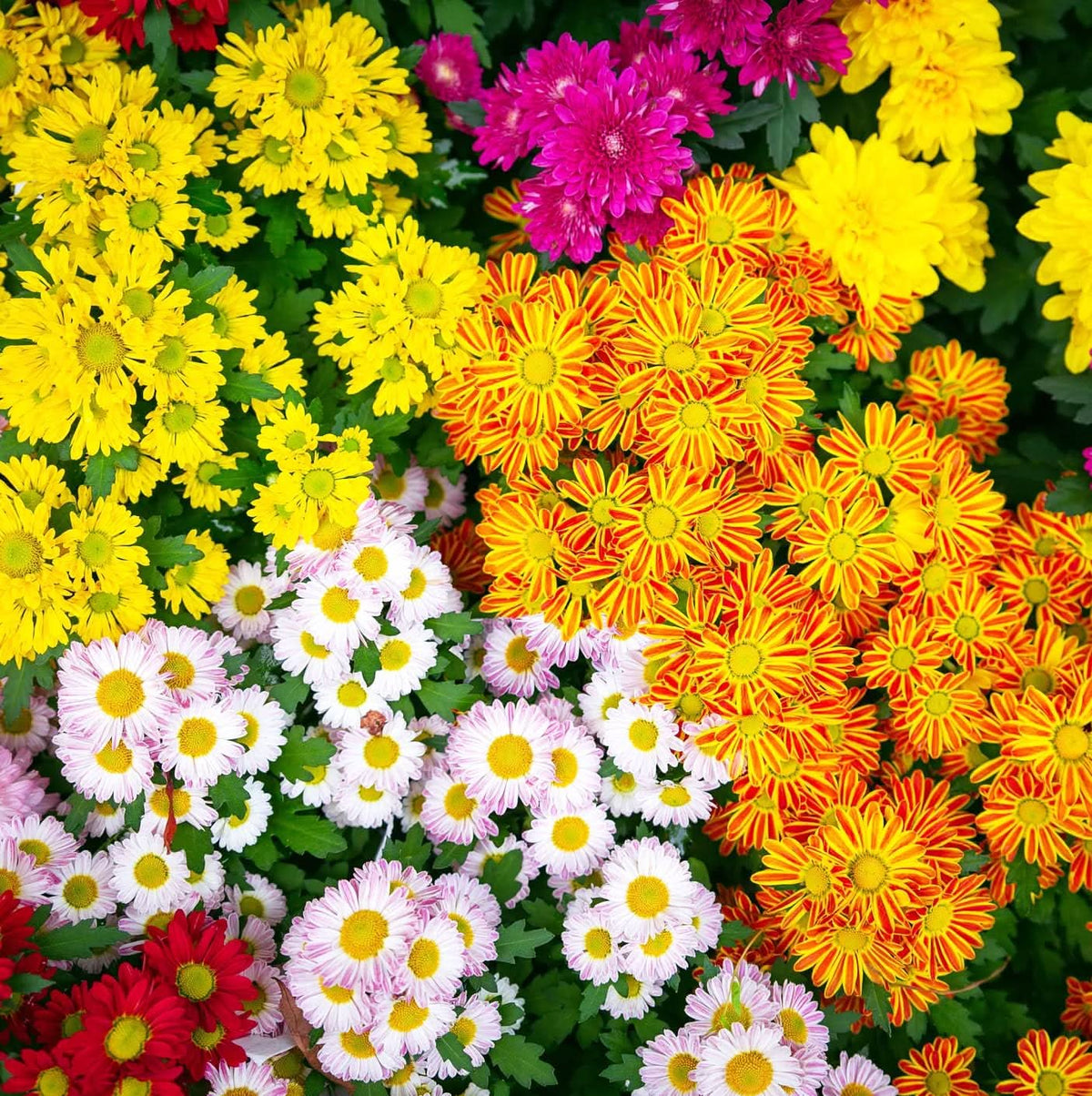 Chrysanthemum Indicum Ground Cover Flower Seeds for Planting in home garden landscapes
