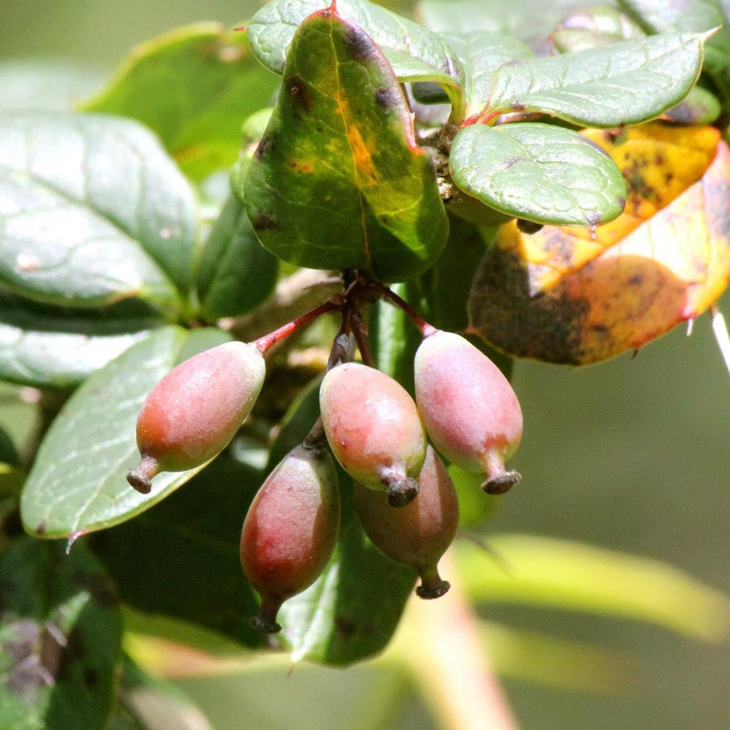 Berberis Aristata Seeds