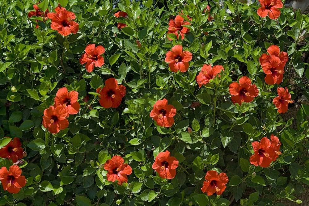 Red Giant Hibiscus Flower Seeds - pcs for Stunning Bonsai & Garden Planting