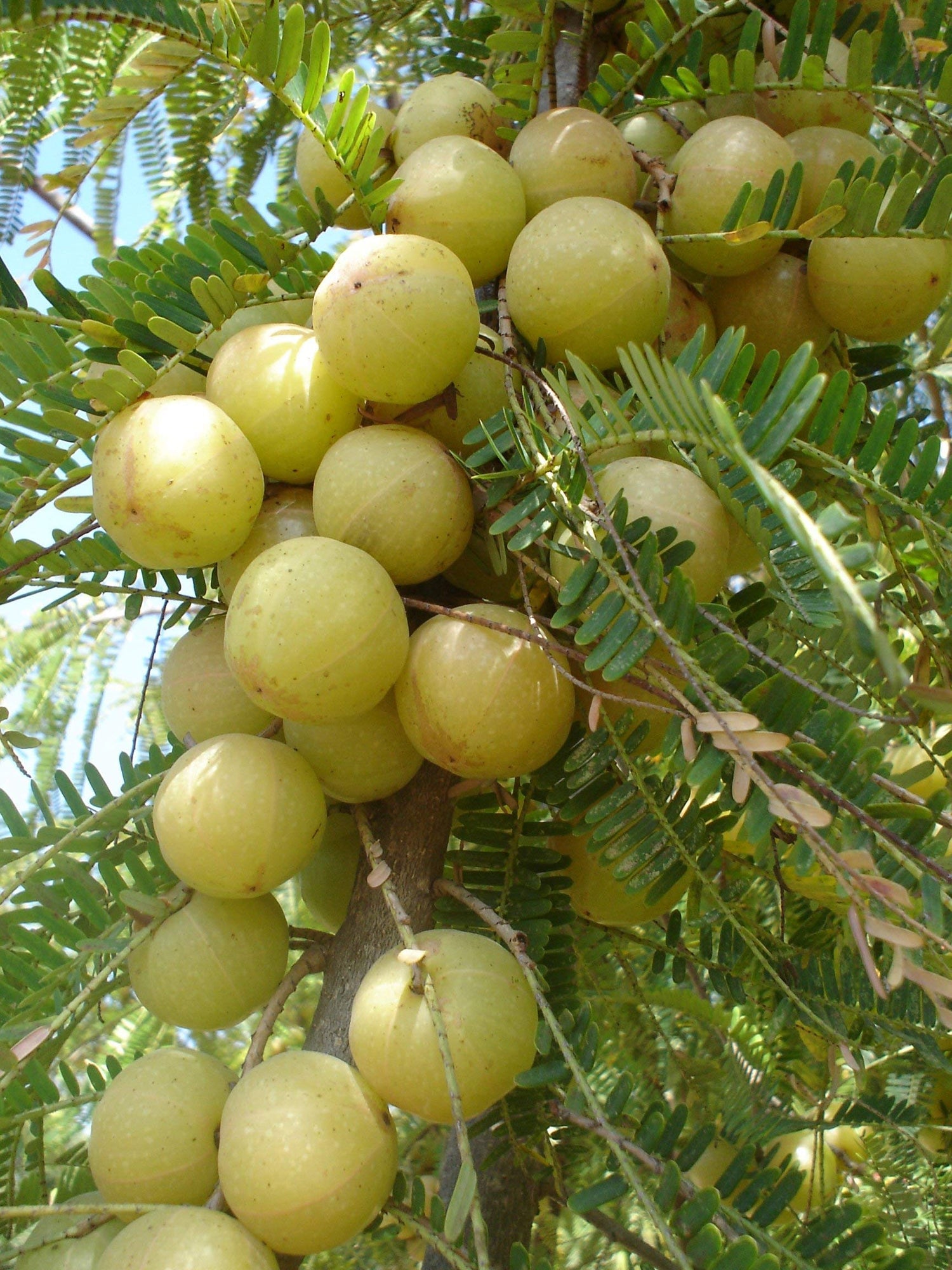 Indian Gooseberry (Phyllanthus emblica)