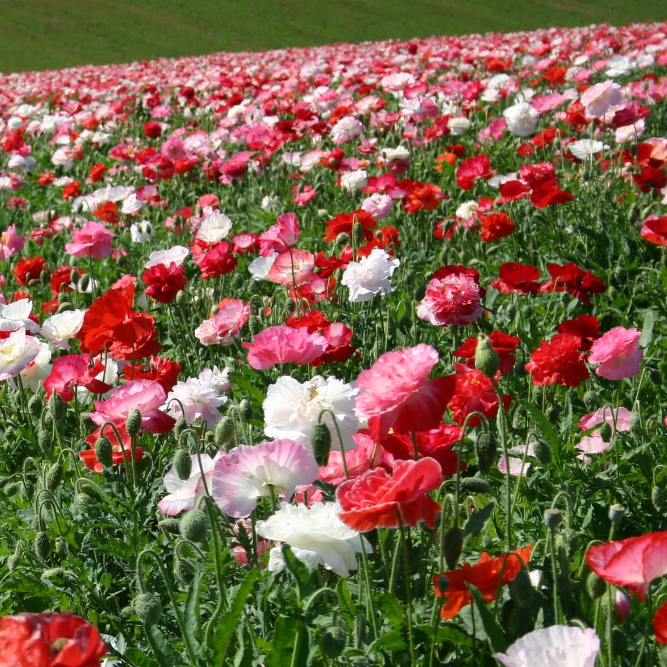 Shirley Poppy Seeds - Mixed Double