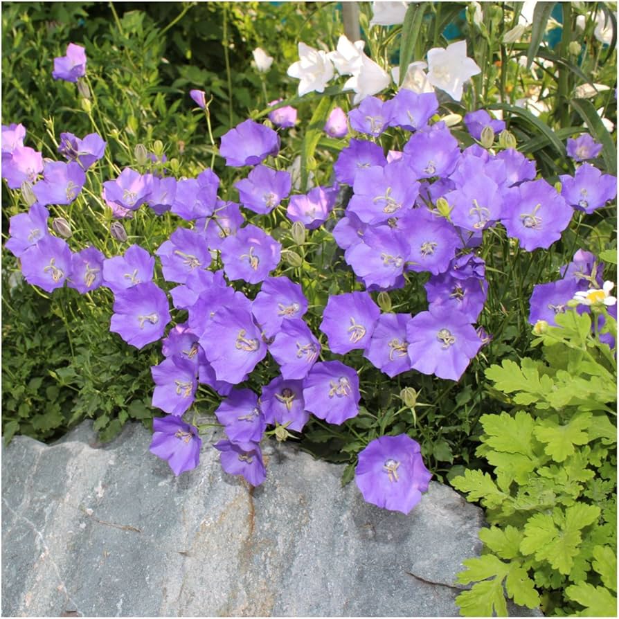 Brantwood Bellflower Campanula latifolia Seeds for Planting for Cottage Garden and Wild Borders