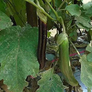 Eggplant Solanum Melongena Purple Vegetable Seeds for Planting – Classic Variety for Backyard Garden and Culinary Use