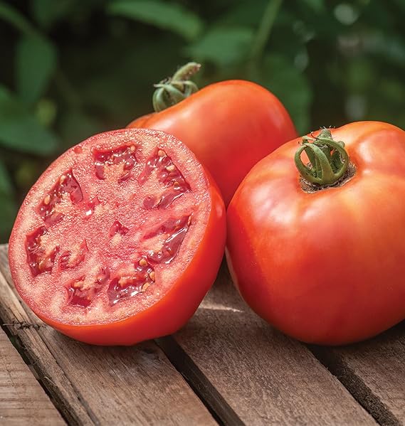 Tomato Solanum Lycopersicum Bush Beefsteak Vegetable Seeds for Planting – Compact Heirloom Variety for Small Gardens