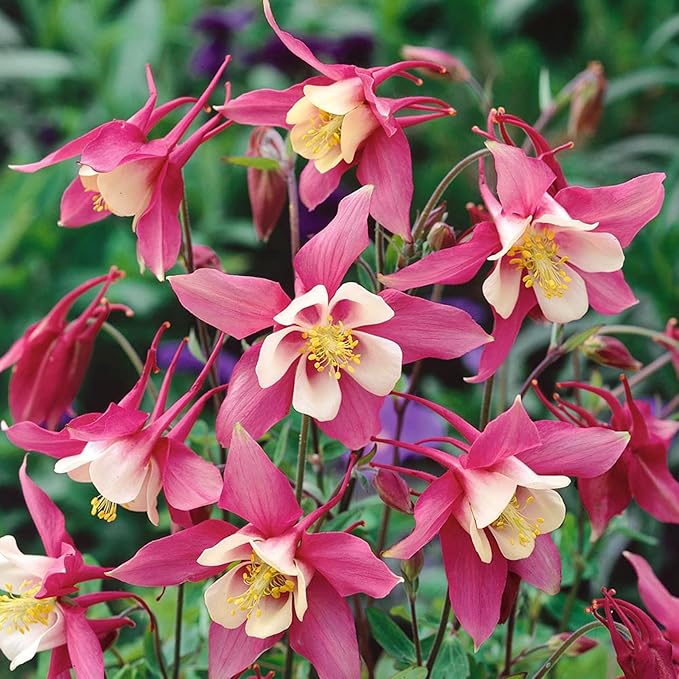 Aquilegia Columbine Flower Seeds for Planting in Flower Bed