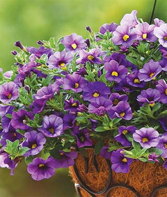 Calibrachoa Petunia Calibrachoa spp Flower Seeds for Planting in Flower Bed